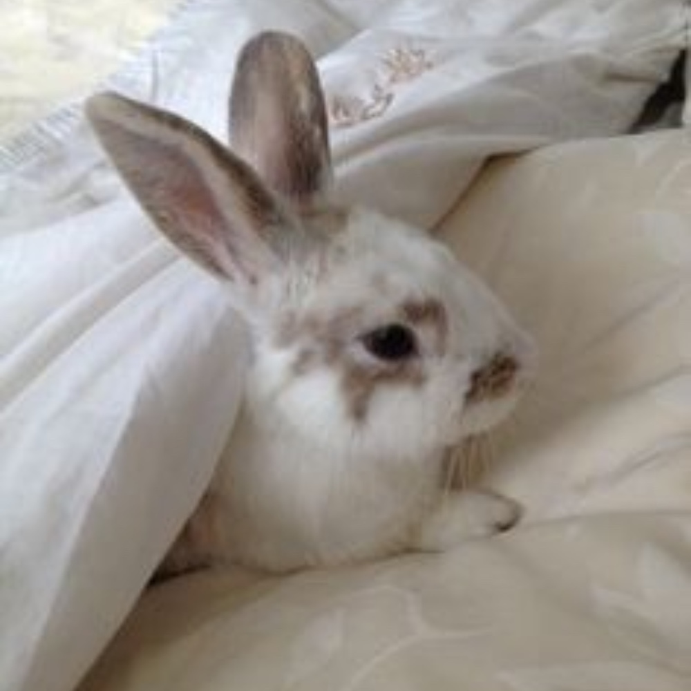 Meet your Posher, Negan